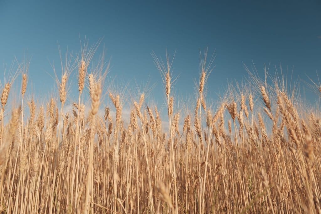 Golden wheat field and sunny day. Close up Finney County Kansas