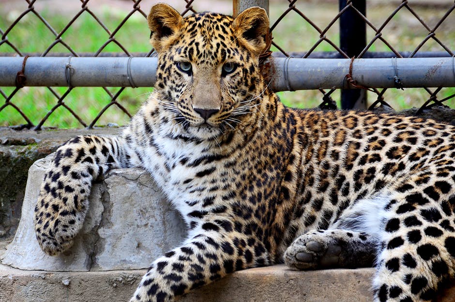 Lions and Tigers and Bears, Oh My! What Will You See at the Lee Richardson Zoo?